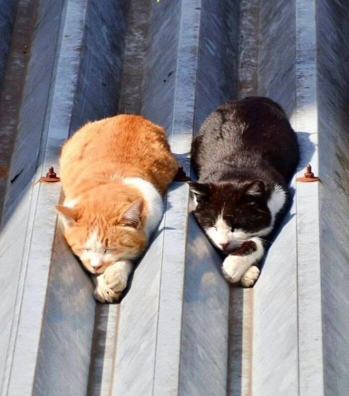 These Cats Pick the Weirdest Spots and We’re Here for It