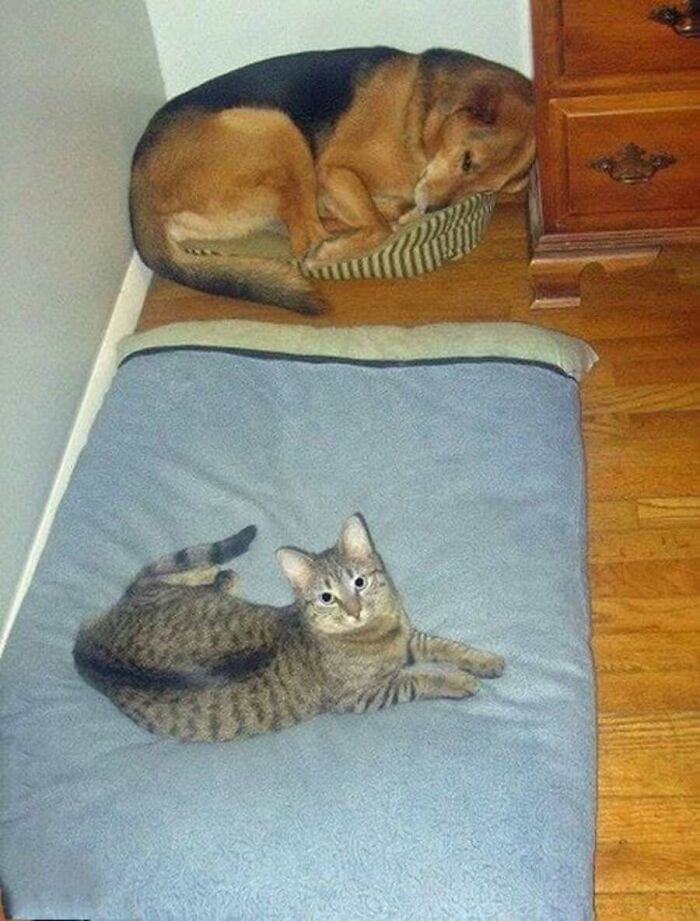 These Cats Pick the Weirdest Spots and We’re Here for It