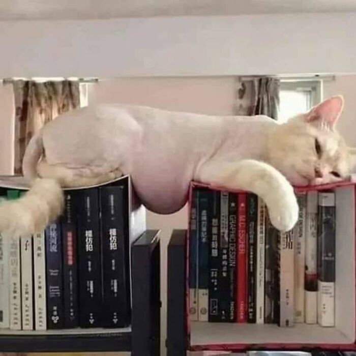 These Cats Pick the Weirdest Spots and We’re Here for It
