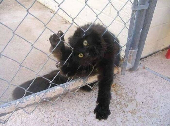 These Cats Pick the Weirdest Spots and We’re Here for It
