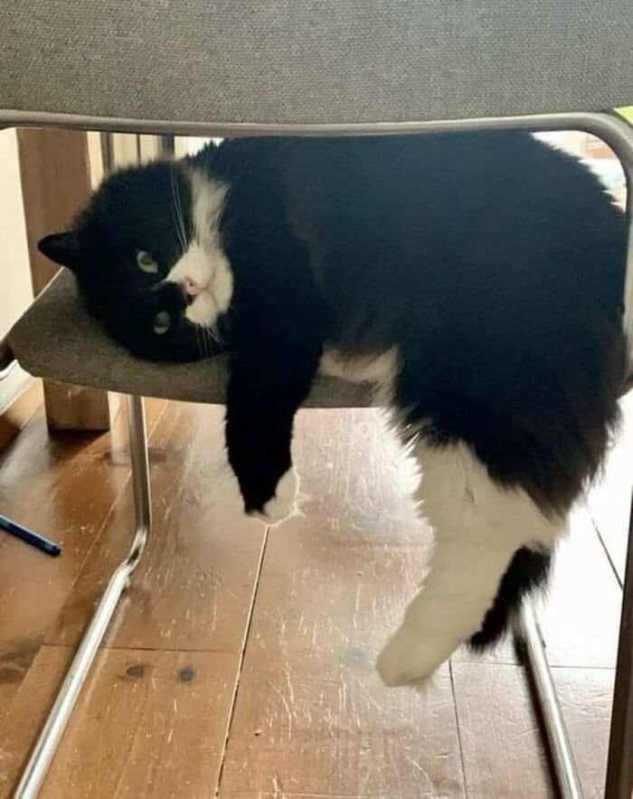 These Cats Pick the Weirdest Spots and We’re Here for It