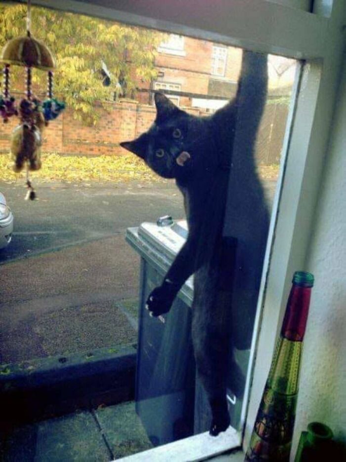 These Cats Pick the Weirdest Spots and We’re Here for It