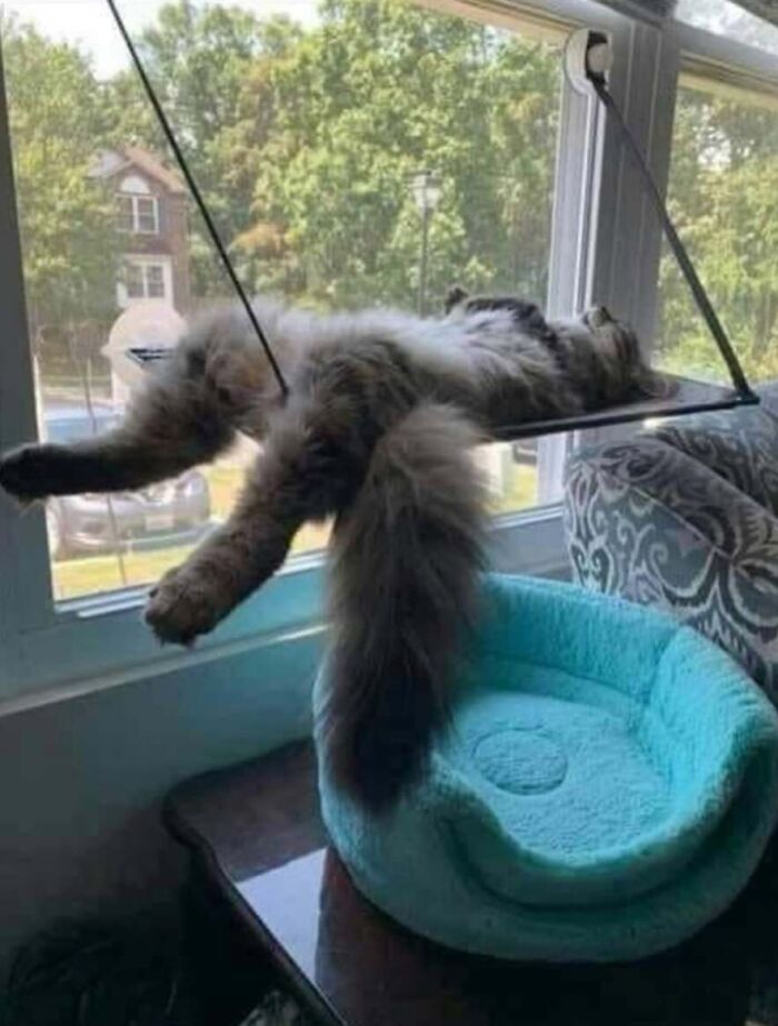 These Cats Pick the Weirdest Spots and We’re Here for It