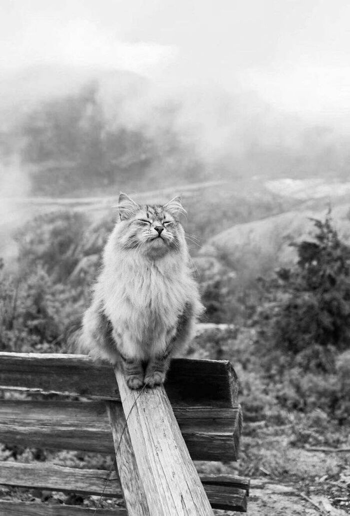 These Cats Pick the Weirdest Spots and We’re Here for It