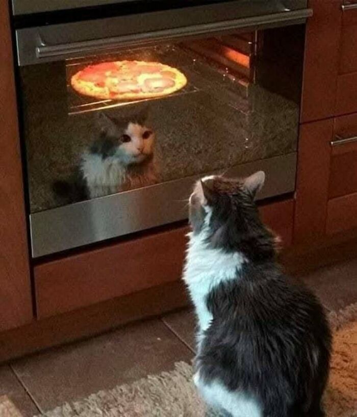 These Cats Pick the Weirdest Spots and We’re Here for It