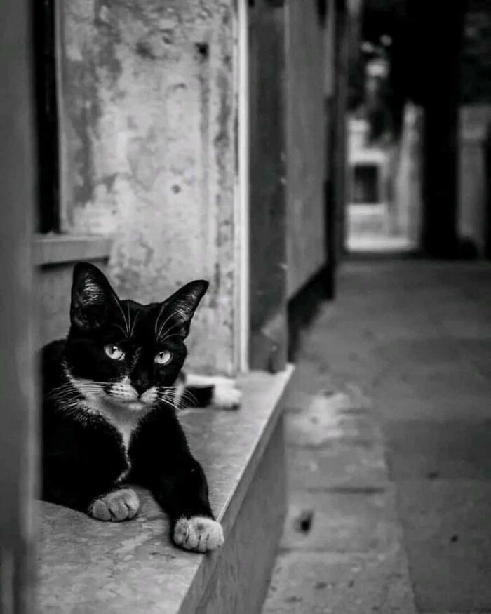 These Cats Pick the Weirdest Spots and We’re Here for It