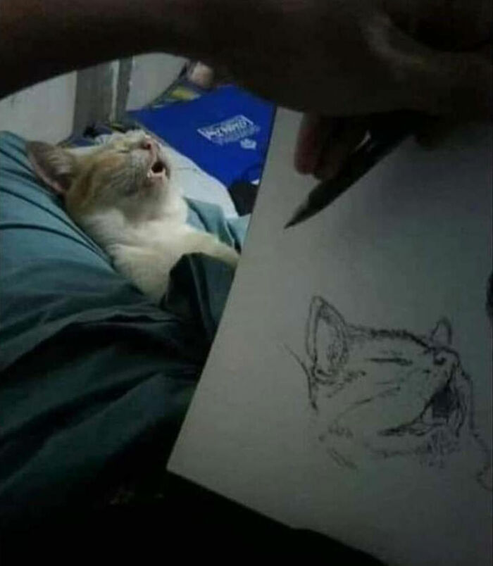 These Cats Pick the Weirdest Spots and We’re Here for It
