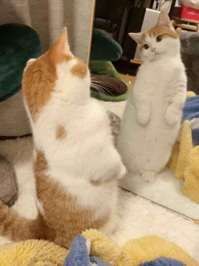 These Cats Pick the Weirdest Spots and We’re Here for It