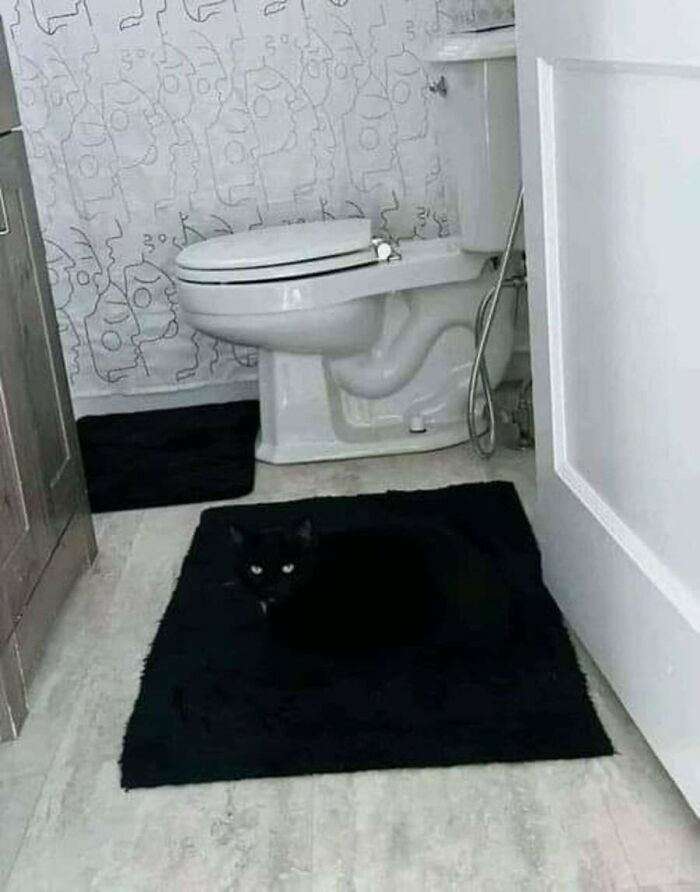 These Cats Pick the Weirdest Spots and We’re Here for It