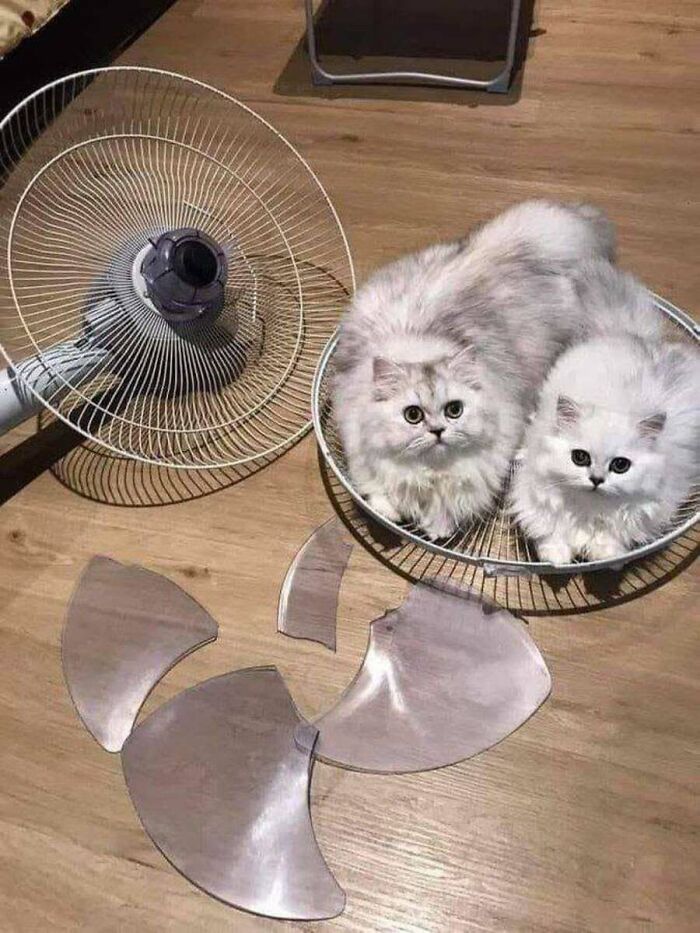 These Cats Pick the Weirdest Spots and We’re Here for It