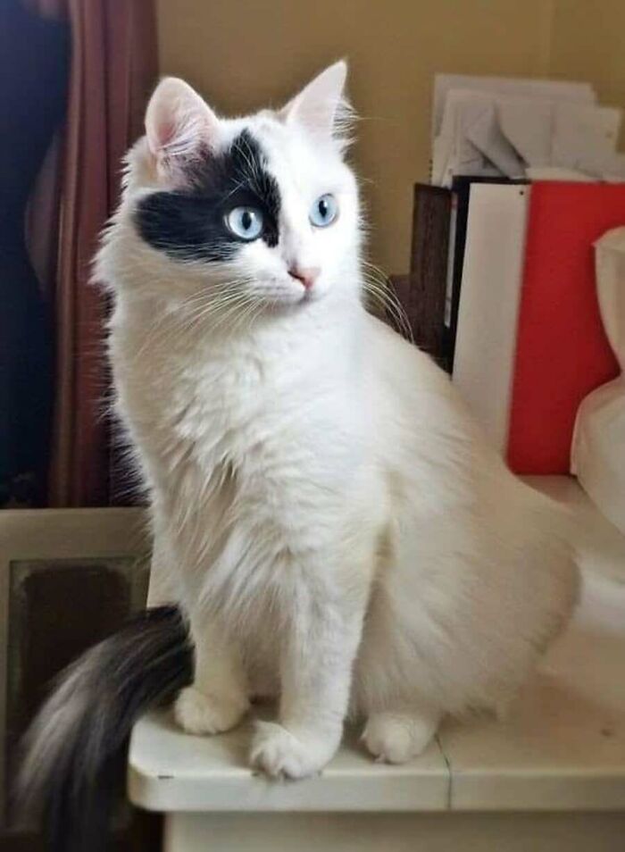 These Cats Pick the Weirdest Spots and We’re Here for It