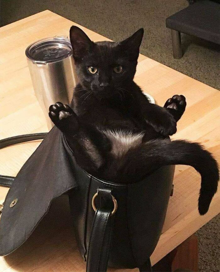 These Cats Pick the Weirdest Spots and We’re Here for It