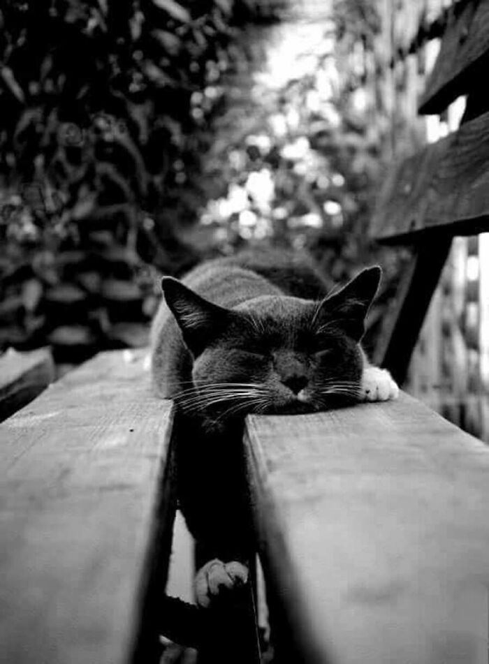 These Cats Pick the Weirdest Spots and We’re Here for It