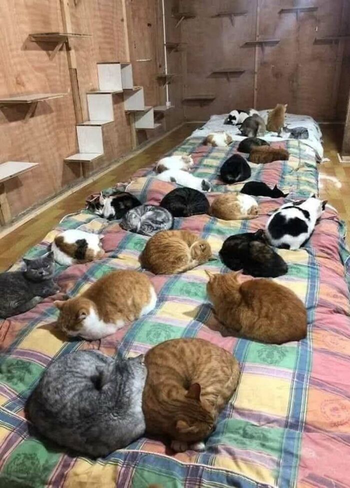 These Cats Pick the Weirdest Spots and We’re Here for It