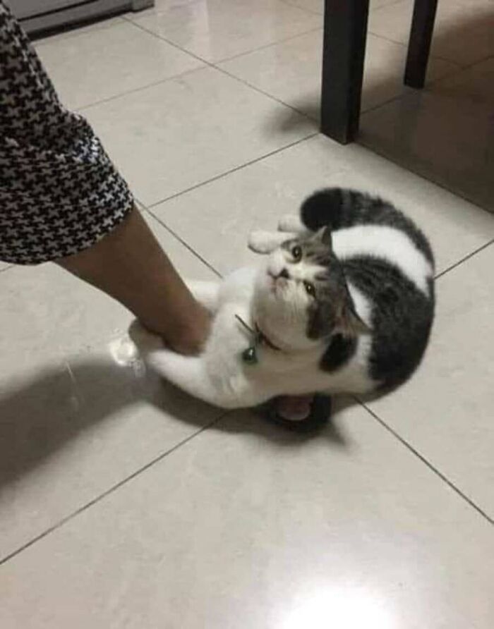 These Cats Pick the Weirdest Spots and We’re Here for It