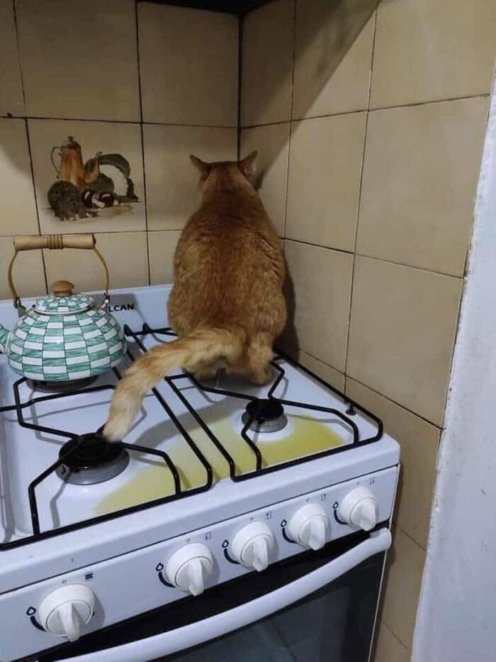 These Cats Pick the Weirdest Spots and We’re Here for It