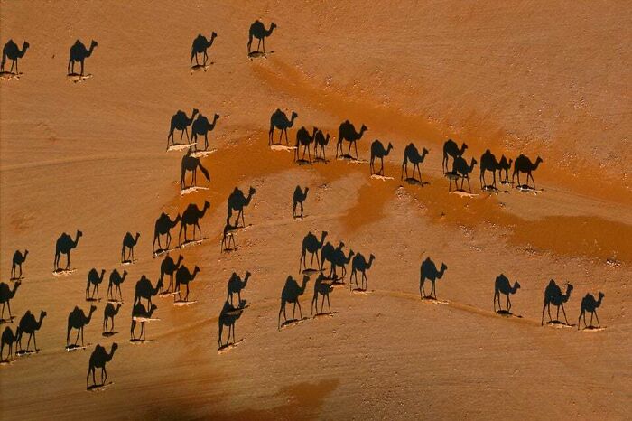 Camels or Magic Shadows?