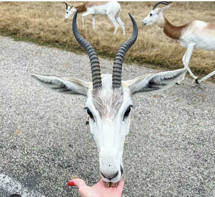 Friend Feeding An Antelope (Or So It Seems!)