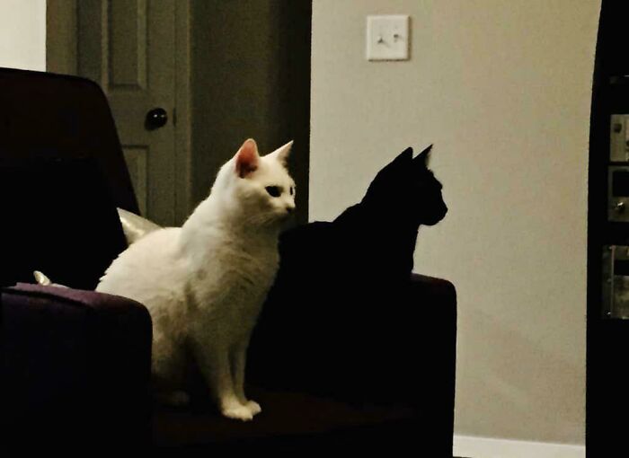 Shadow Cat Duo Confusion