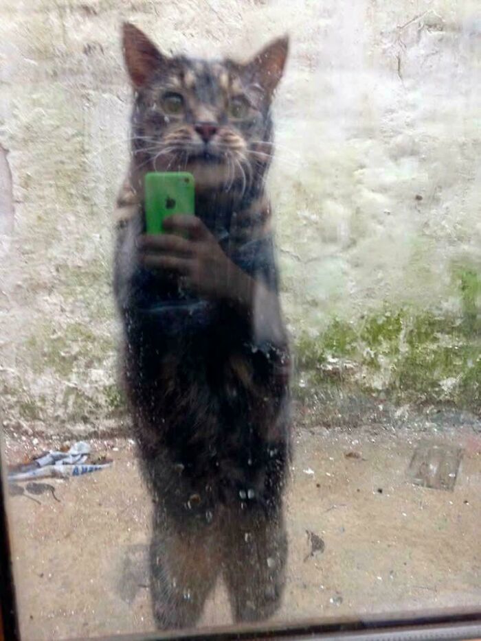 Cat Taking A Selfie?