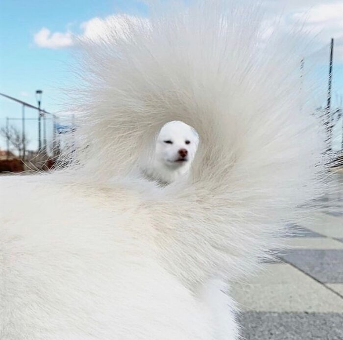 Peek-Through-Dog's-Tail Trick!
