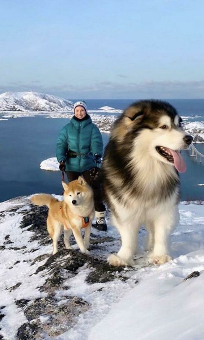 Supersized Good Boy
