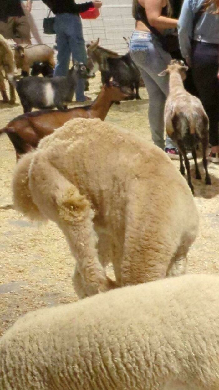 Hey! Cryptid Spotted!