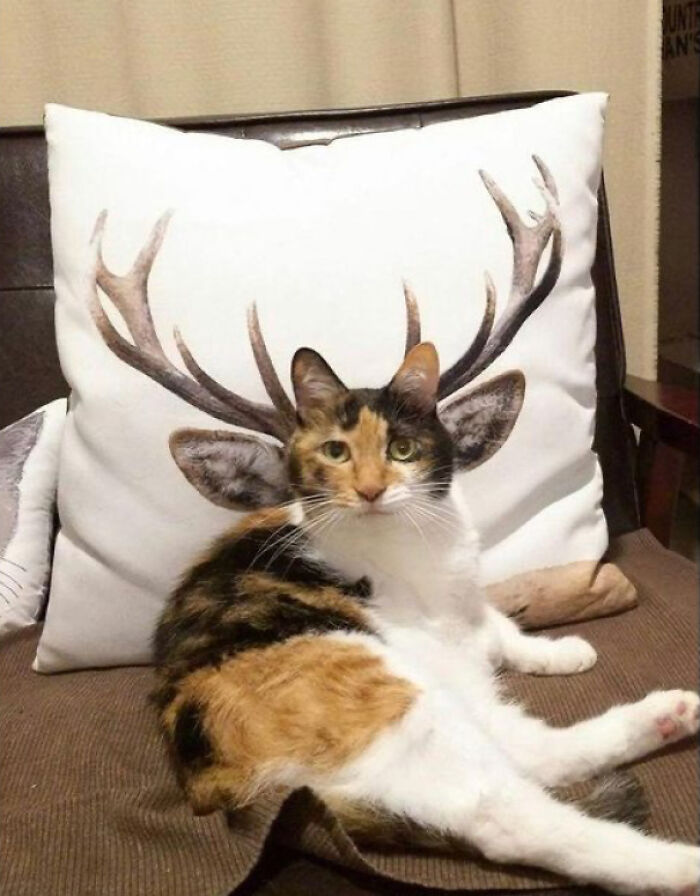 Cat With Horns?!