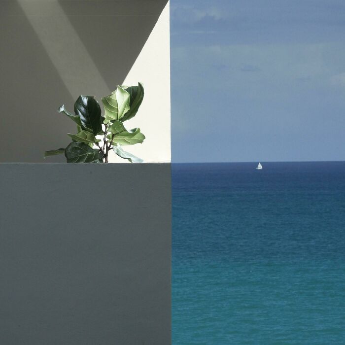 Neighbor's Balcony + Ficus Tree = Epic Horizon