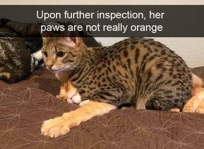Cat Wearing Orange Socks Like A Boss