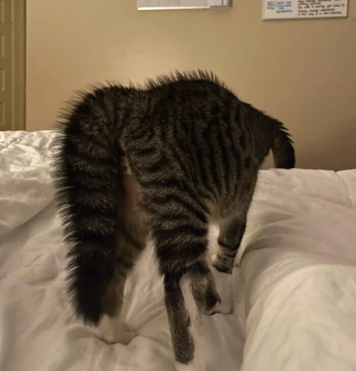 Two Cats or a Fancy AI Pic?