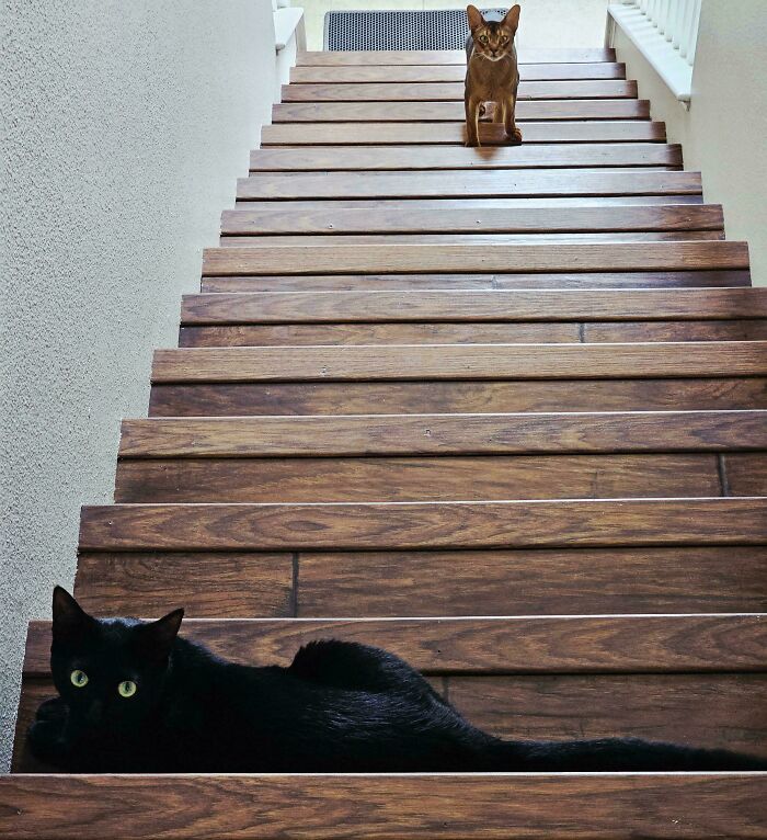 Cats On Stairs Looking Epic