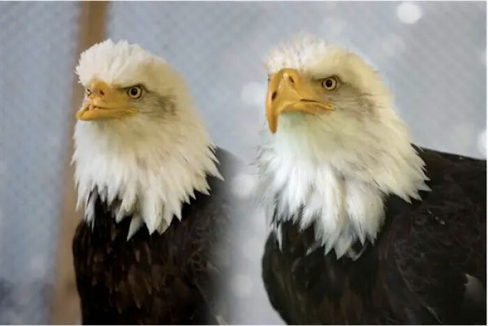 Eagle’s New Beak: From Ouch to Wow!