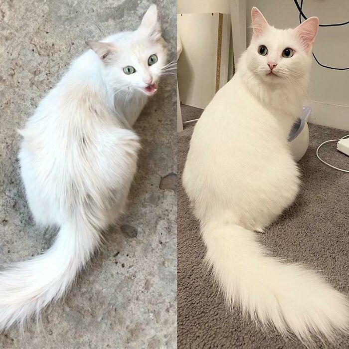 Street Cat’s Glow-Up: One Year Later