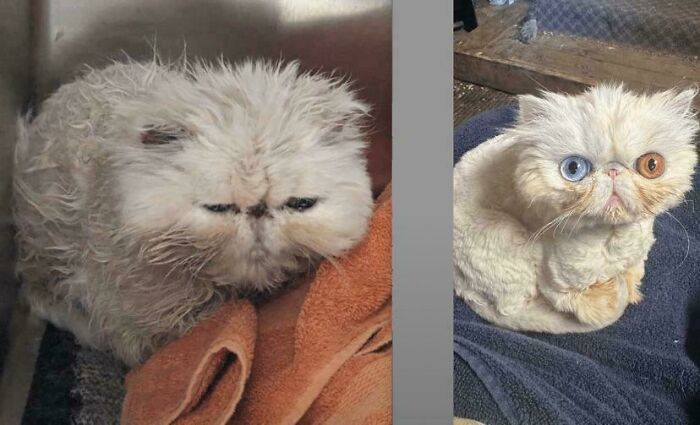 Ziggy: From Scruffy to Snazzy