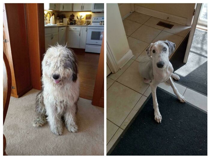 Sheepdog’s Haircut: From Fluffball to Sleek Pup