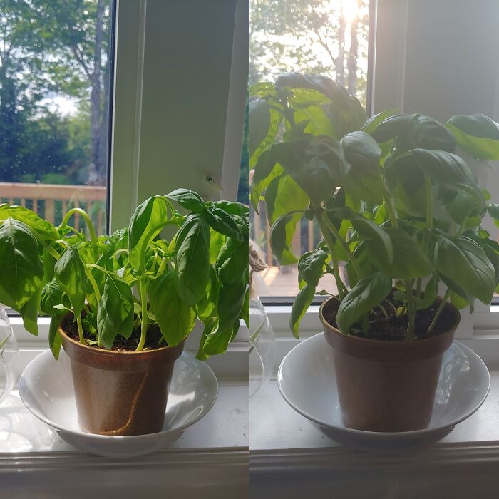 Basil’s Glow-Up: Thirst Quenched