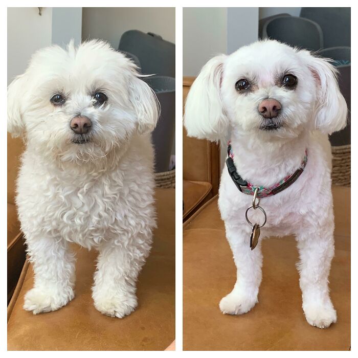 Groomers Work Wonders: Before and After
