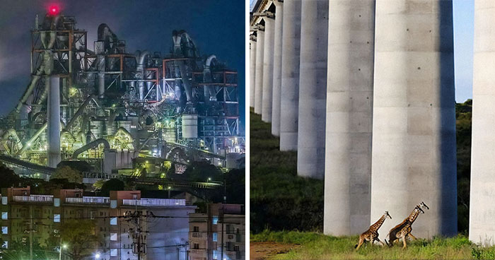 Wait, Why Are These Gigantic Things So Freaky?