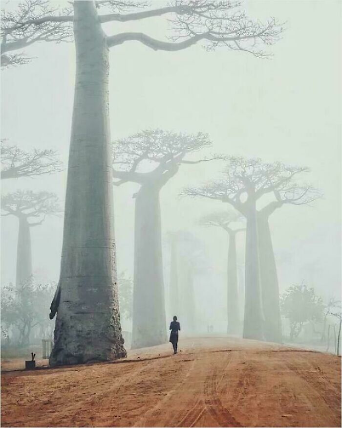 Baobab Trees Stepping Out Of The Fog Like Giants