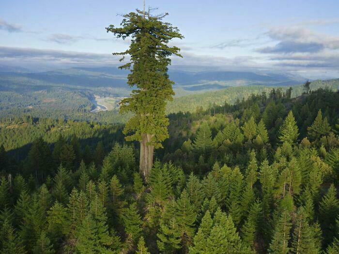 Tree Hugger Alert: Hyperion Is One Tall Pine!
