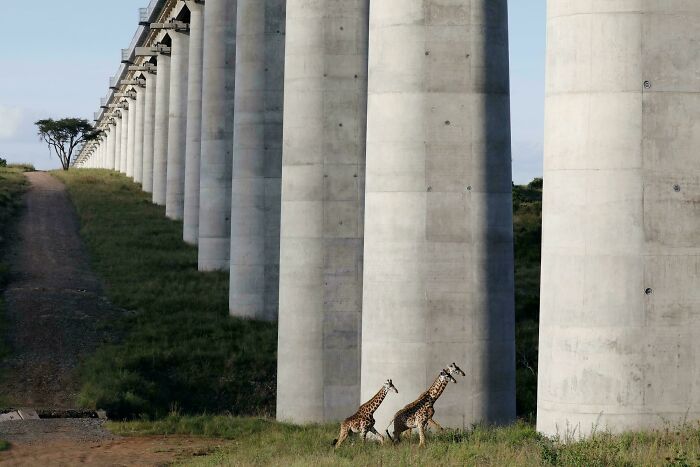 Wait, Why Are These Gigantic Things So Freaky?
