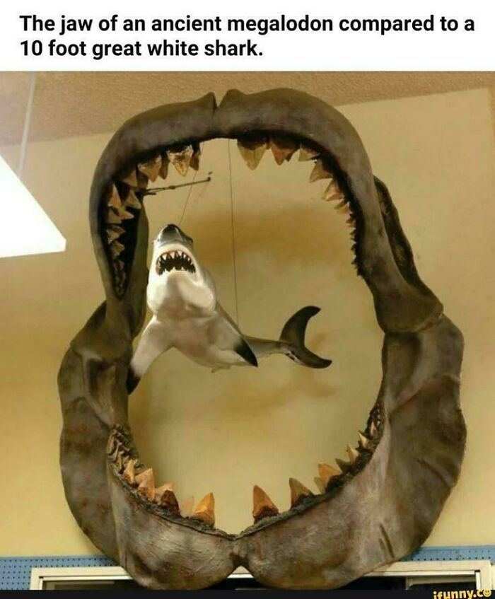 Wait, Why Are These Gigantic Things So Freaky?