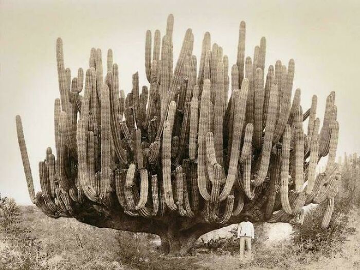 Wait, Why Are These Gigantic Things So Freaky?