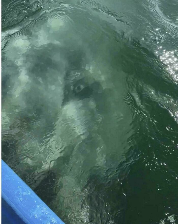Wait, Why Are These Gigantic Things So Freaky?