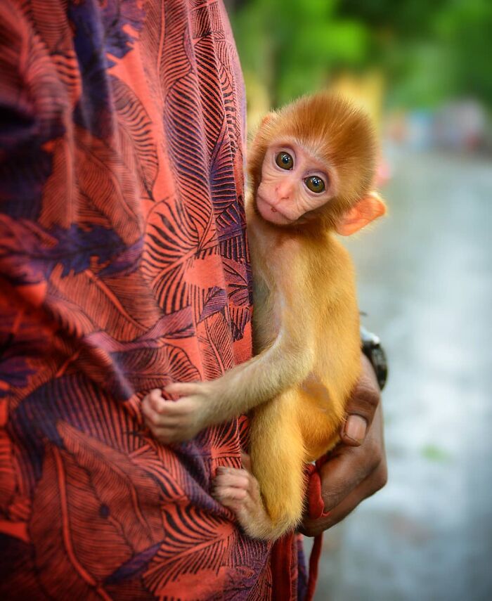 Wait, Animals Took Over These 43 Street Photos!