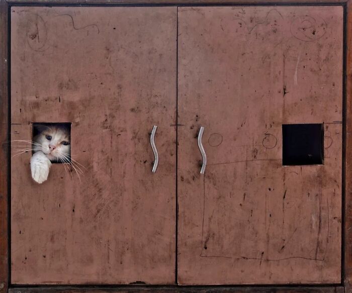 Wait, Animals Took Over These 43 Street Photos!