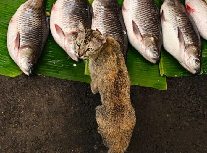 Wait, Animals Took Over These 43 Street Photos!