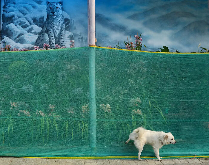 Wait, Animals Took Over These 43 Street Photos!