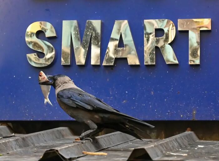 Wait, Animals Took Over These 43 Street Photos!